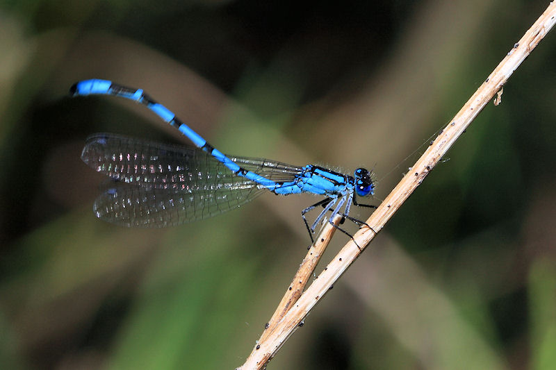 Libellula, ma quale